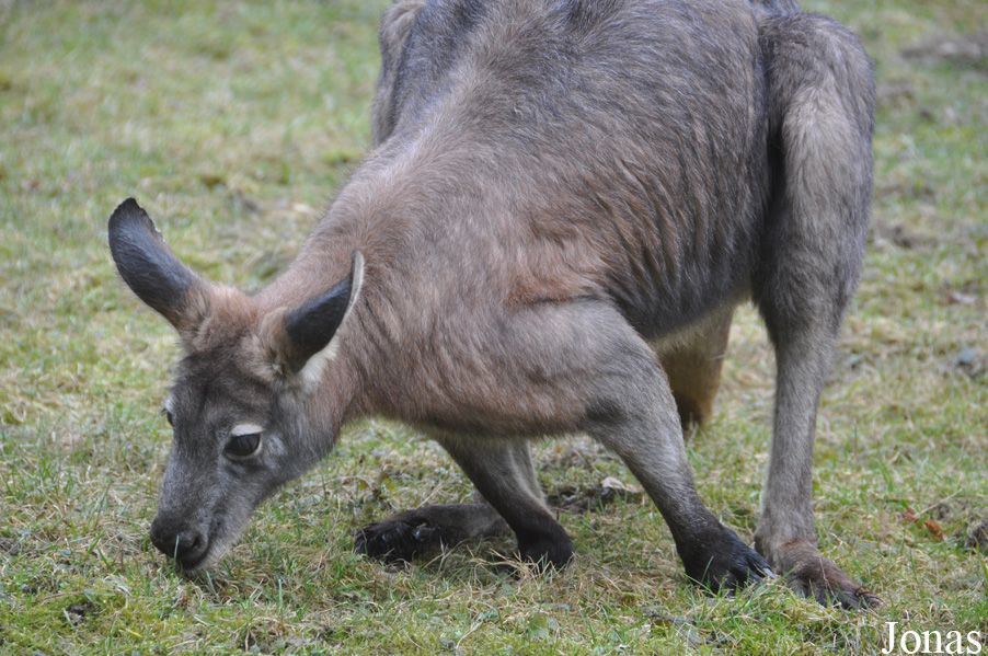 Osphranter robustus erubescens