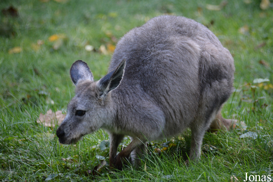 Osphranter robustus erubescens