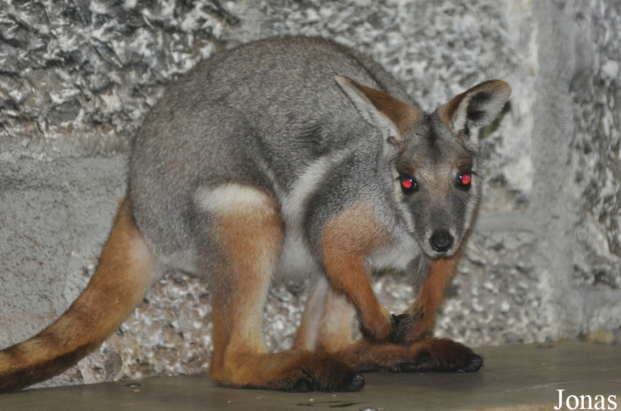 Petrogale xanthopus xanthopus