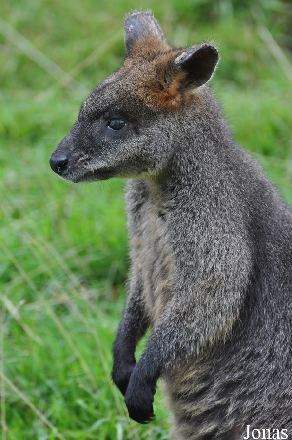 Wallabia bicolor
