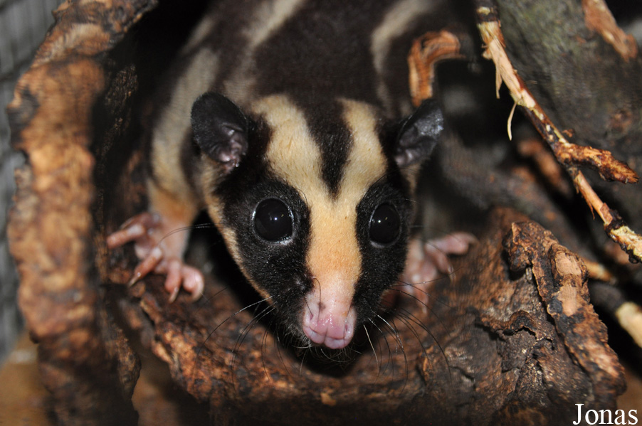 Dactylopsila trivirgata