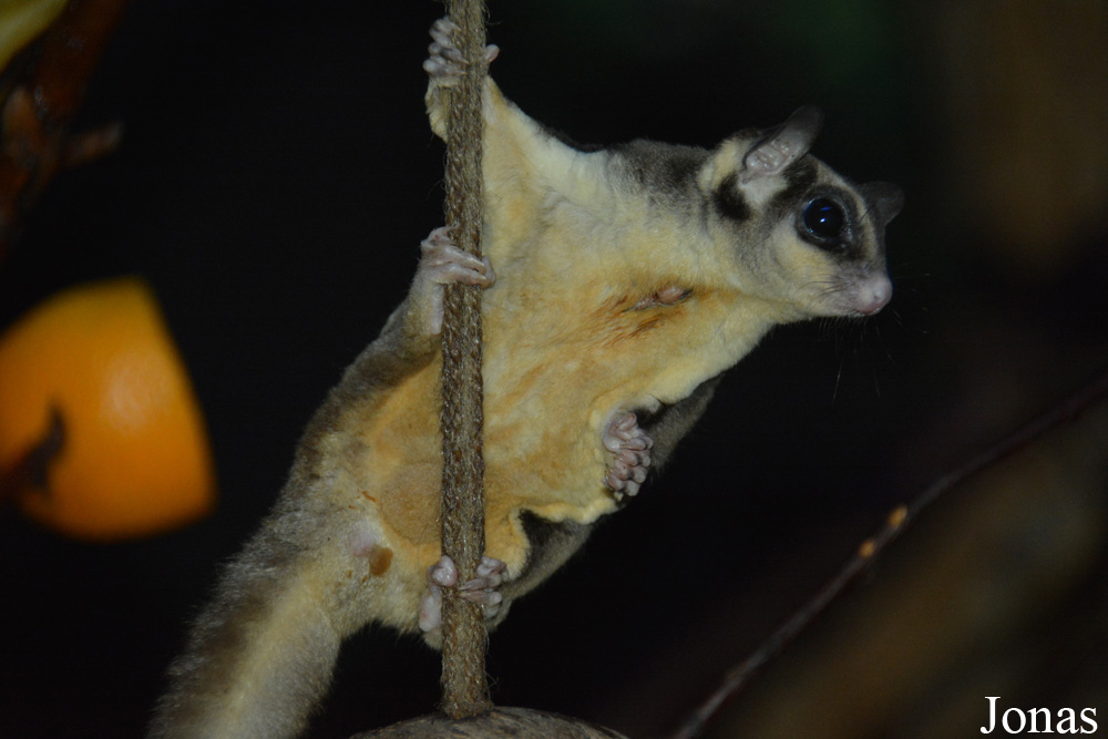 Petaurus breviceps