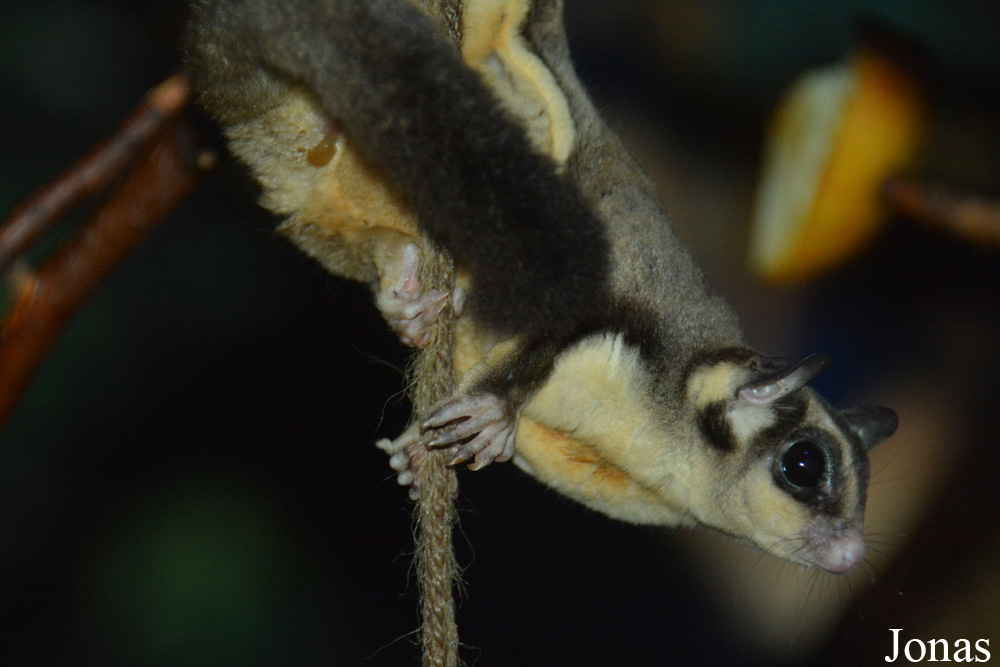 Petaurus breviceps