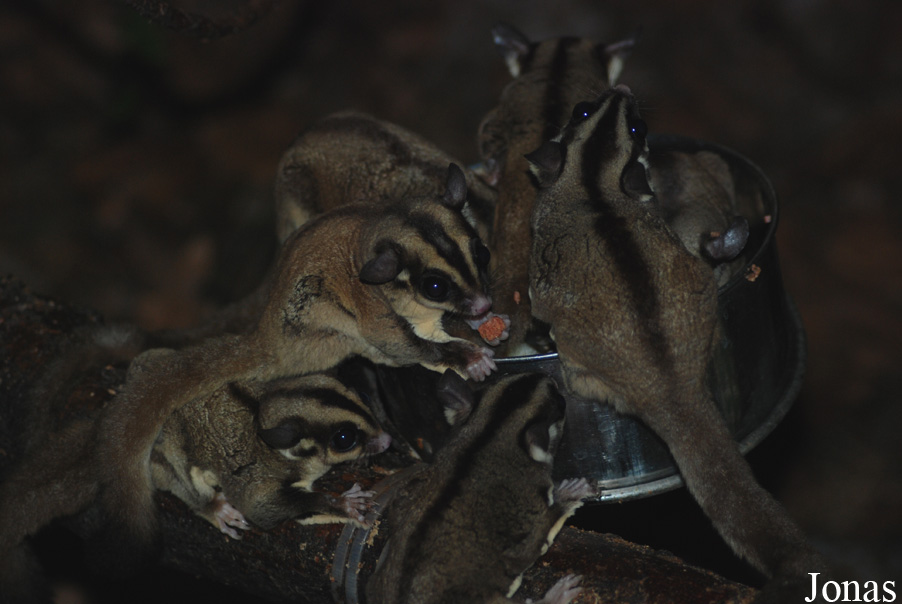 Petaurus breviceps