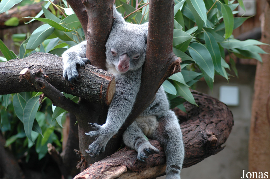Phascolarctos cinereus adustus