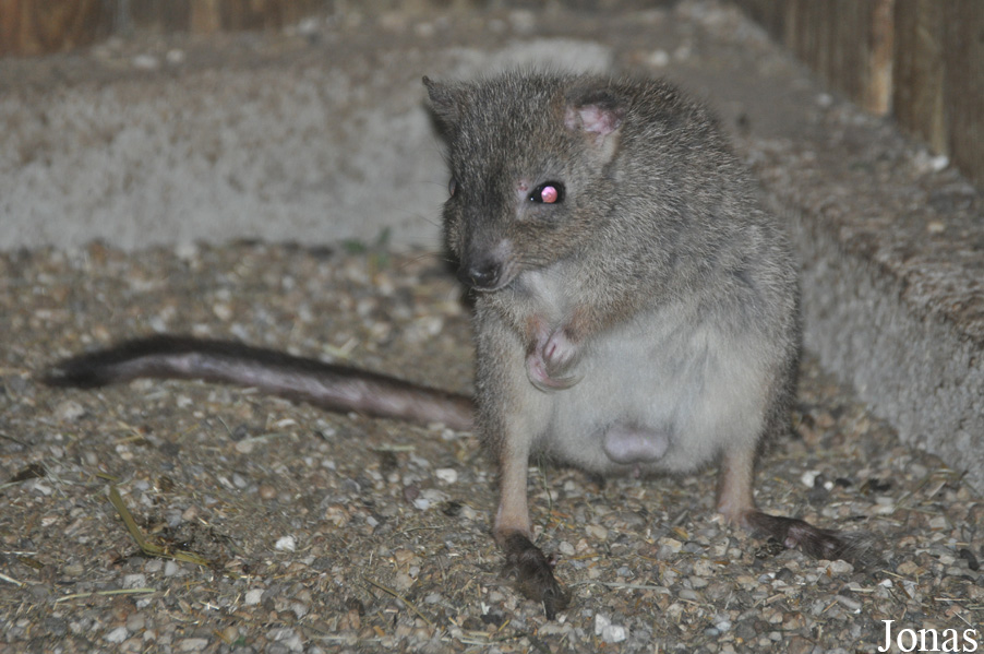 Bettongia penicillata ogilbyi