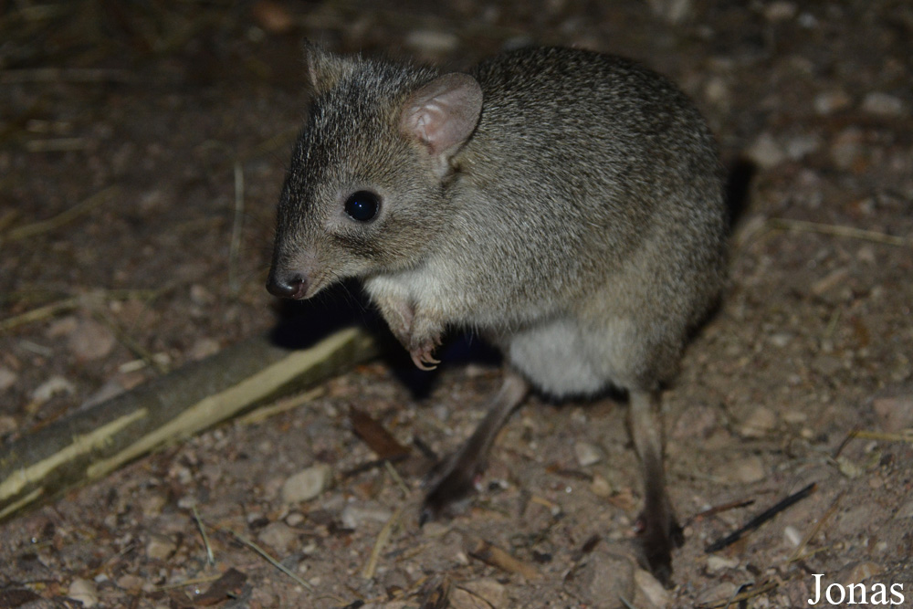 Bettongia penicillata ogilbyi