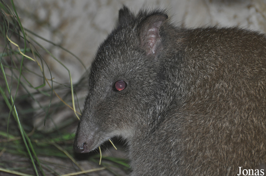 Potorous tridactylus