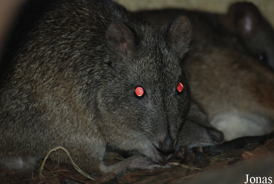 Potorous tridactylus