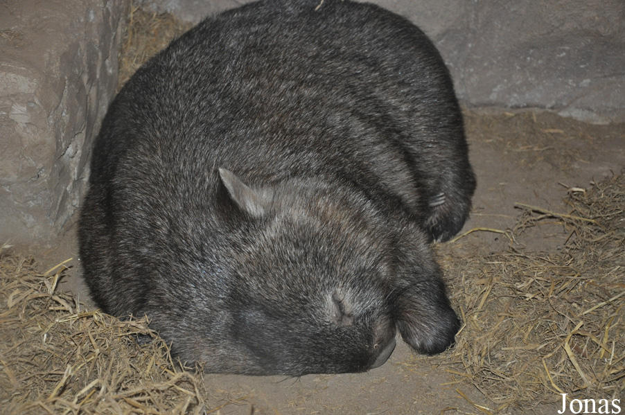 Vombatus ursinus