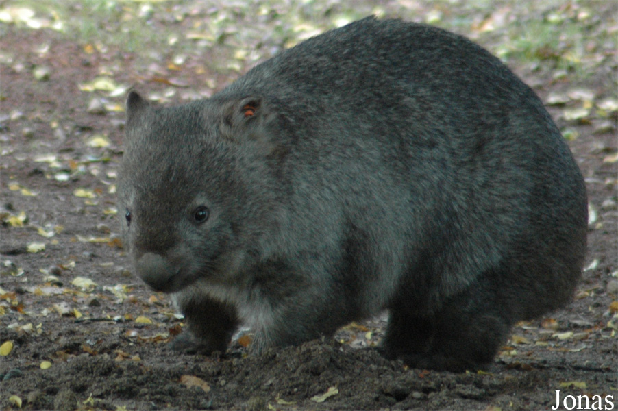 Vombatus ursinus
