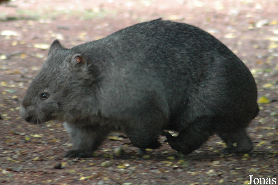 Vombatus ursinus