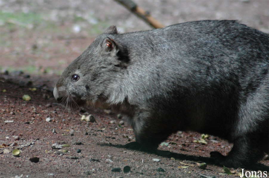 Vombatus ursinus