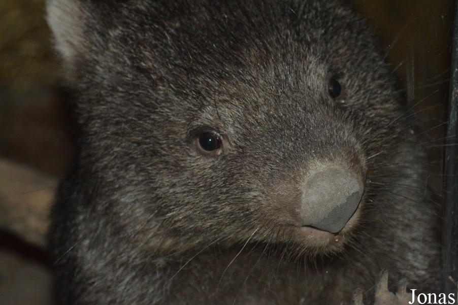 Vombatus ursinus tasmaniensis