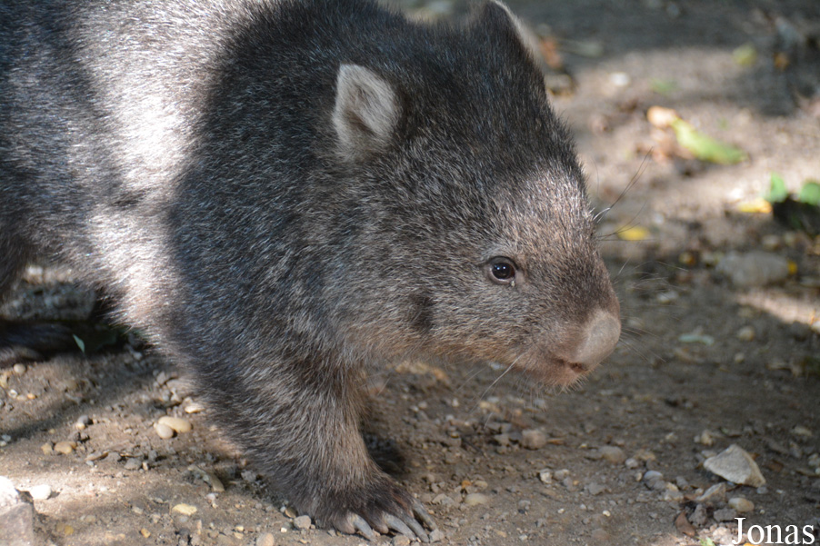 Vombatus ursinus tasmaniensis