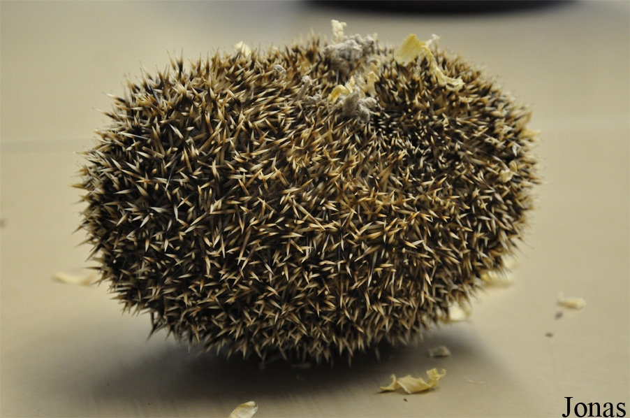 Atelerix albiventris