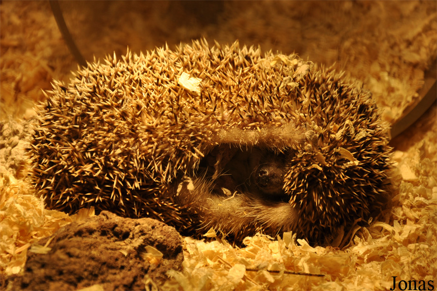 Atelerix albiventris