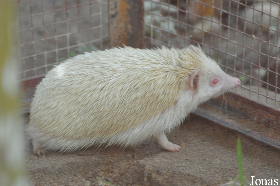 Atelerix albiventris