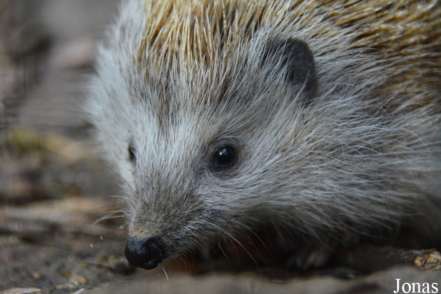 Erinaceus roumanicus