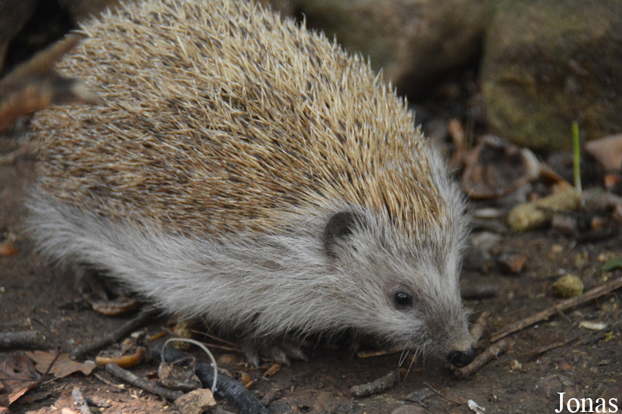 Erinaceus roumanicus