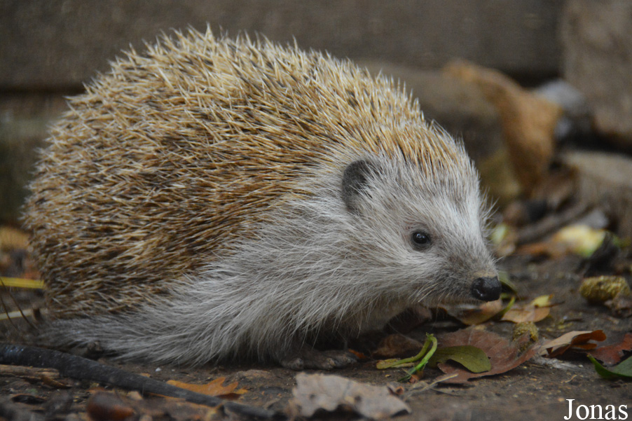 Erinaceus roumanicus