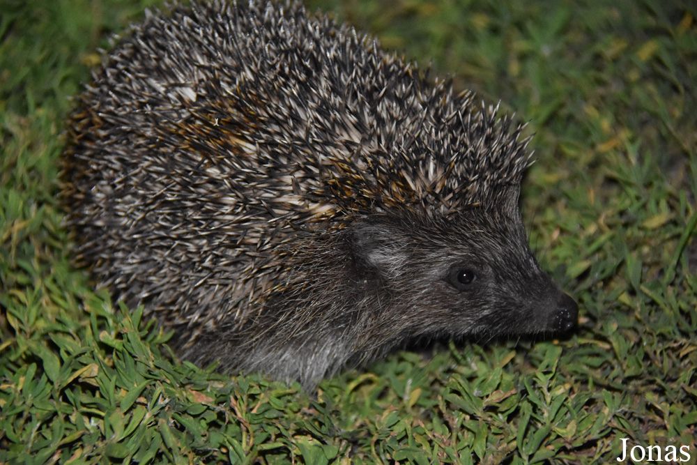 Erinaceus roumanicus pallidus / Klaipėda