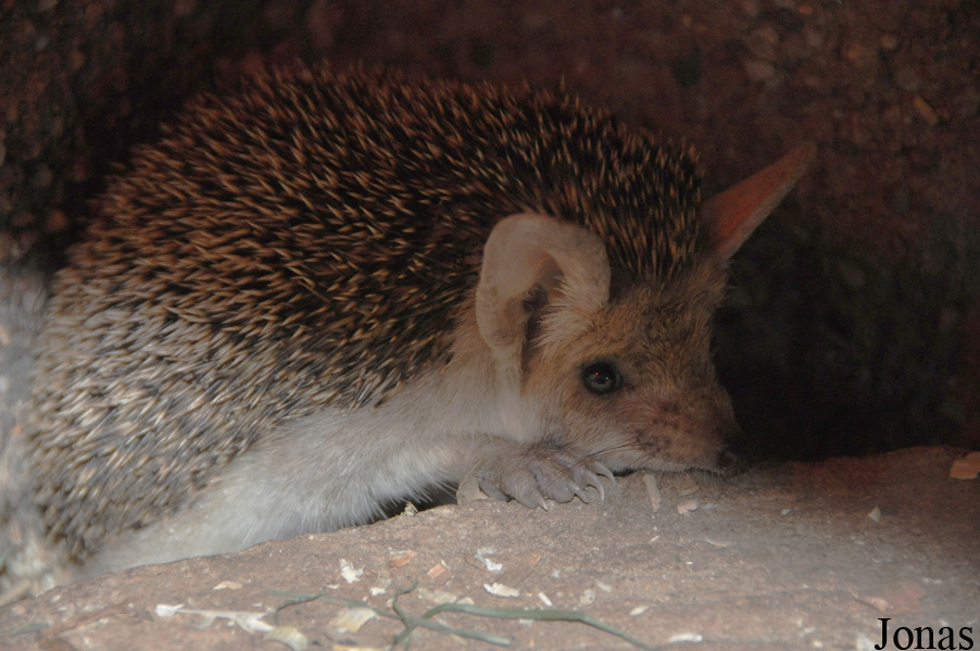Hemiechinus auritus