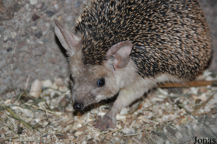 Hemiechinus auritus