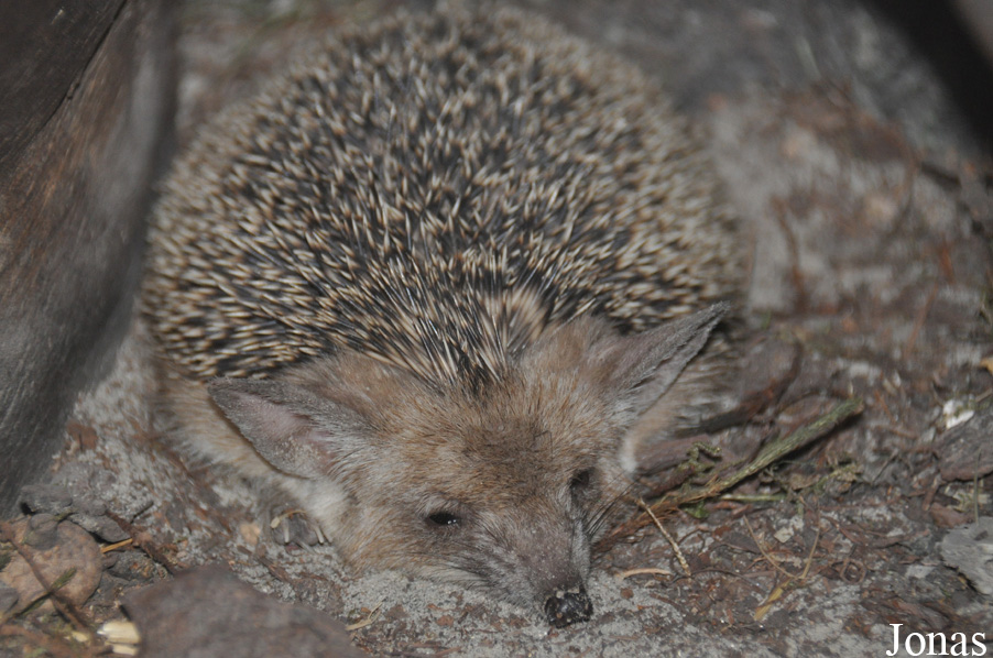 Hemiechinus auritus