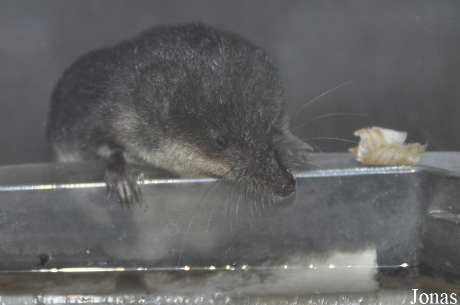 Neomys fodiens