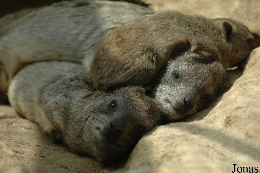 Procavia capensis