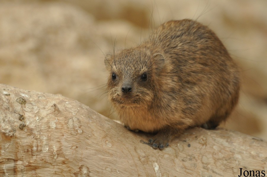 Procavia capensis jayakari