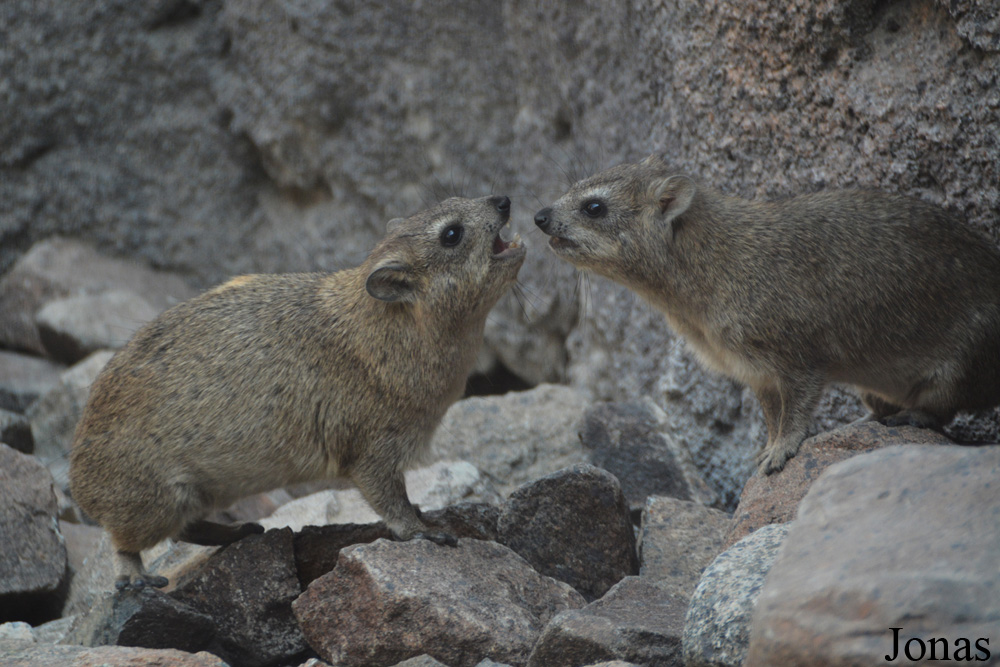 Procavia capensis jayakari