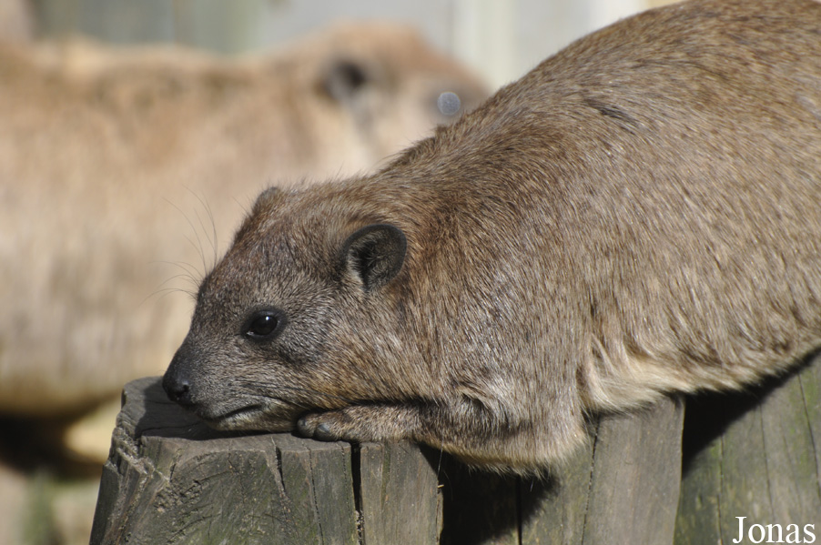 Procavia capensis syriacus