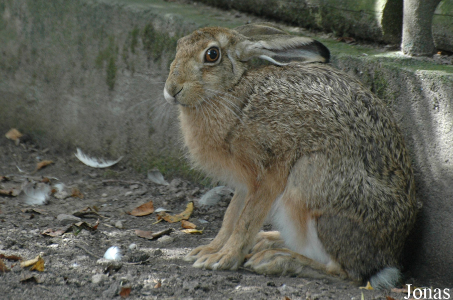 Lepus europaeus