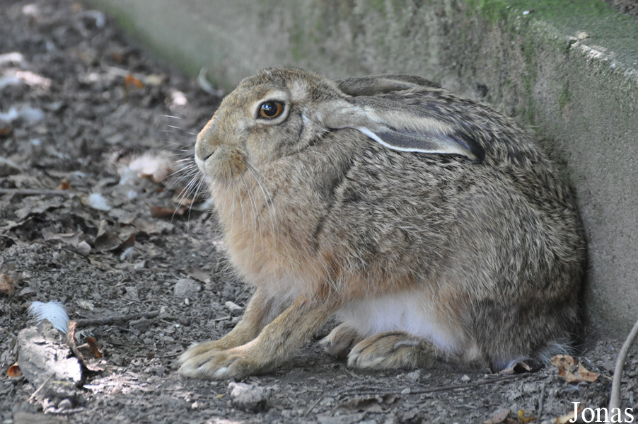 Lepus europaeus