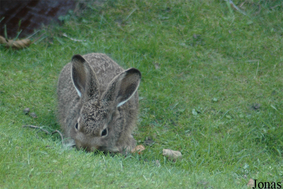 Lepus timidus