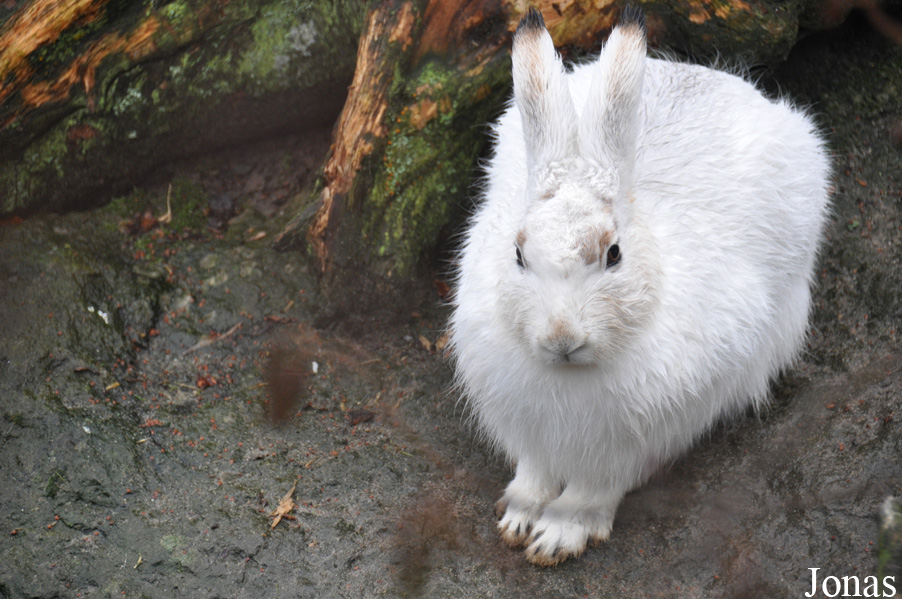 Lepus timidus