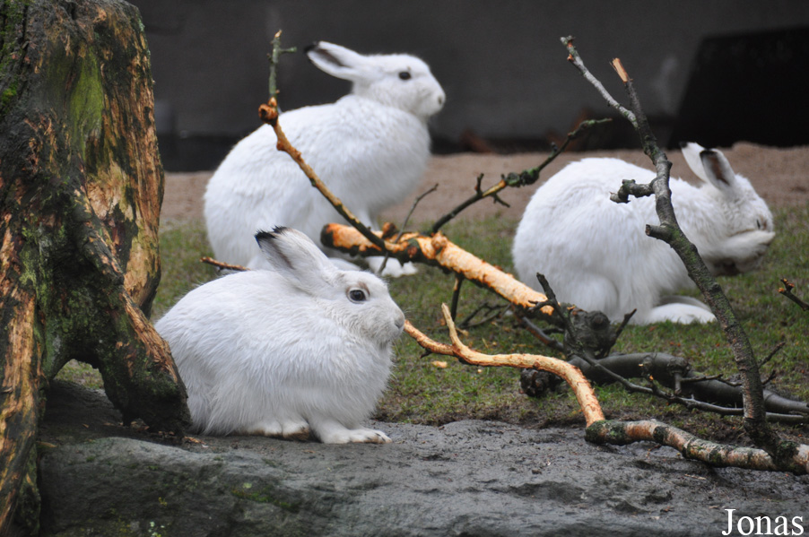 Lepus timidus