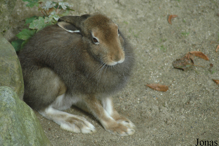 Lepus timidus