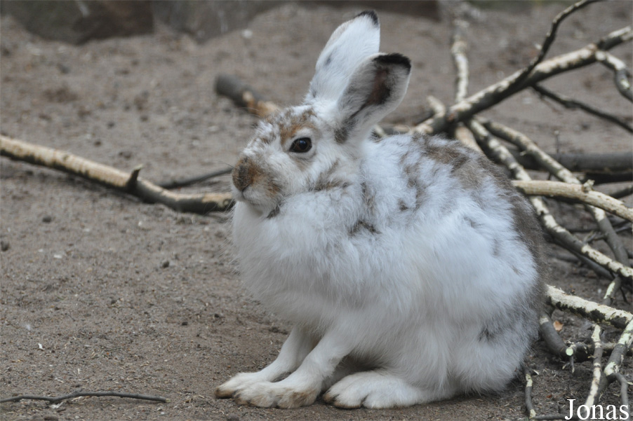 Lepus timidus