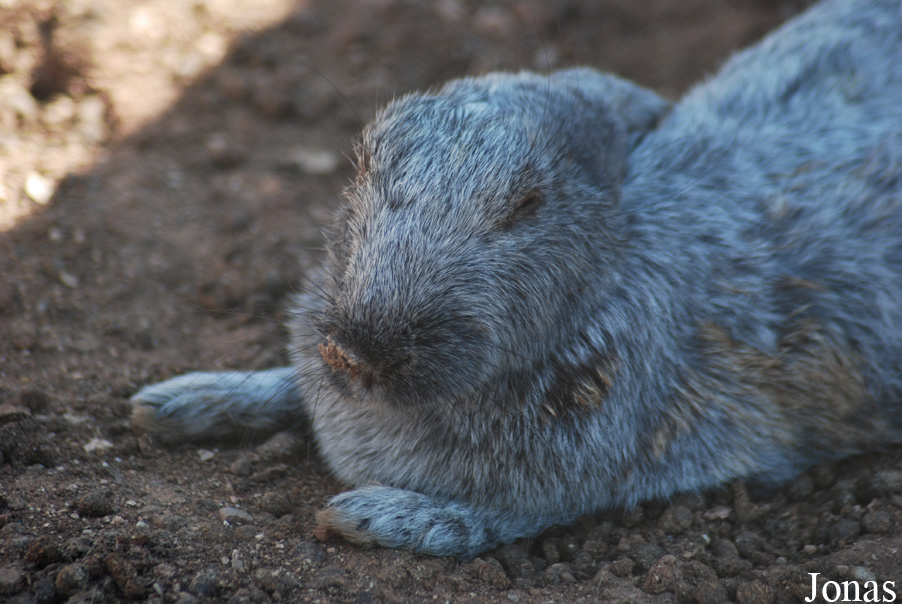 Lapin Argenté de Champagne