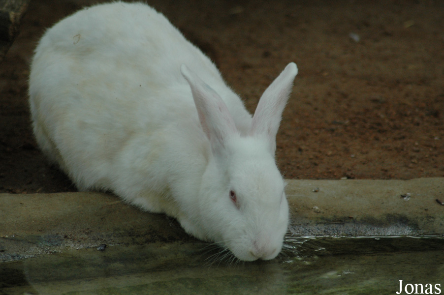 Lapin Blanc de Vendée
