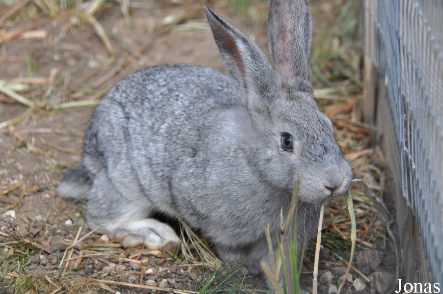Lapin domestique