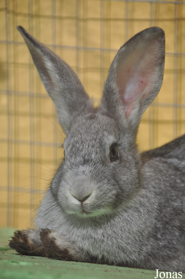 Lapin domestique