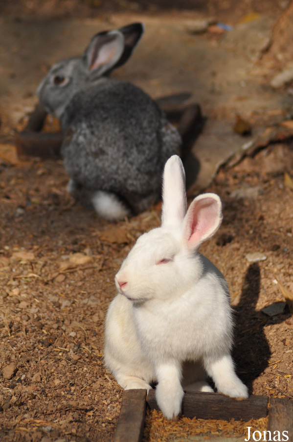 Lapin domestique