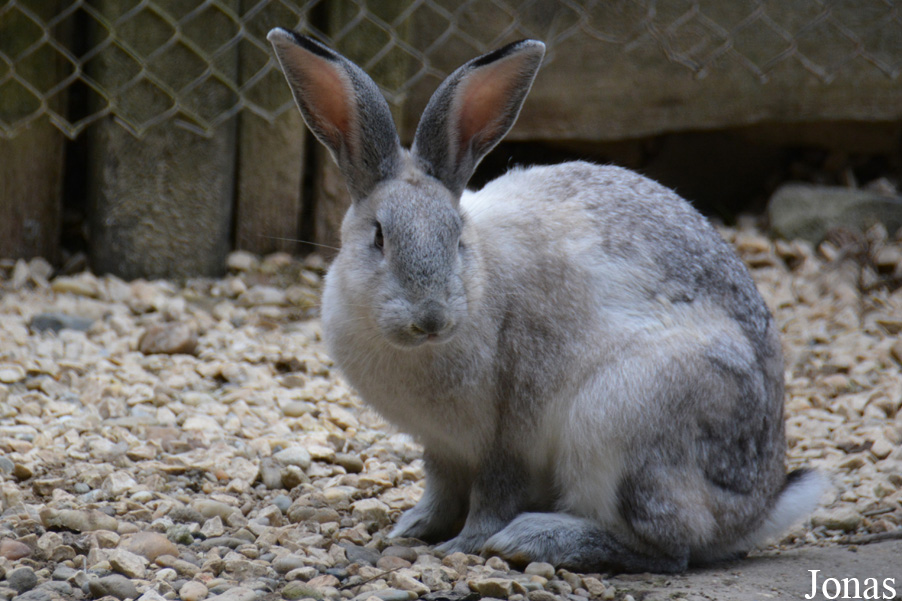 Lapin domestique