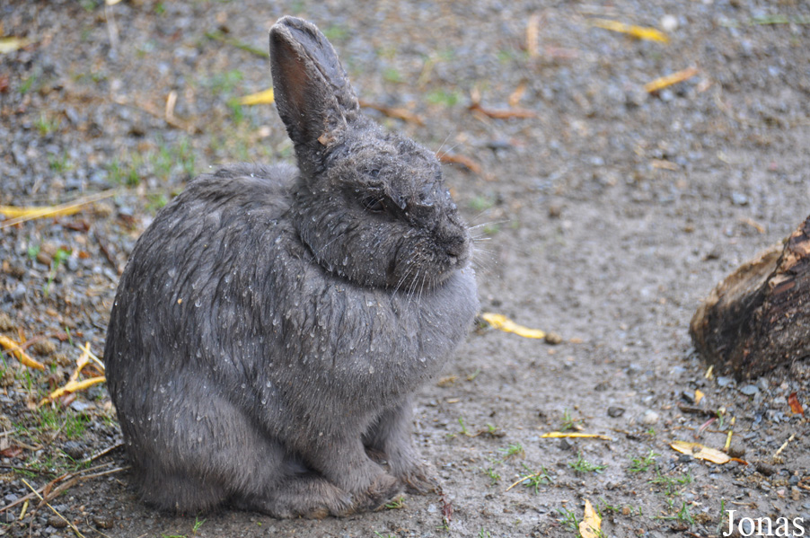 Lapin domestique