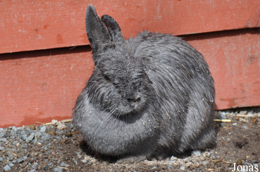 Lapin domestique