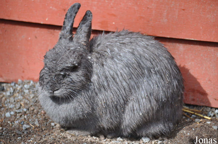 Lapin domestique